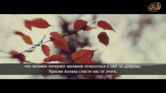 Шейх Мухтар аш Шинкиты Прекрасные слова о супружеском счастье смотреть онлайн