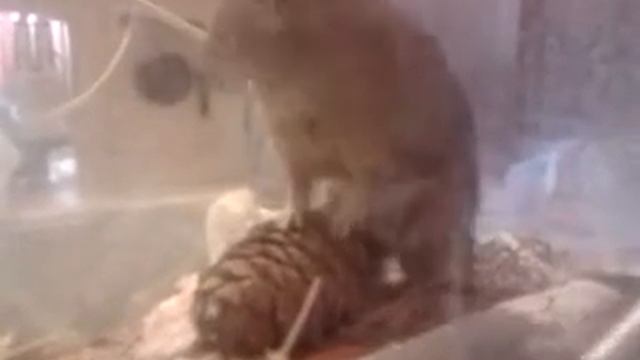 белка катает шишку Chilean degus protein チリのタンパク質 смотреть онлайн