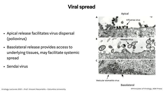 Virology Lectures 2021 #12 - Infection Basics смотреть онлайн