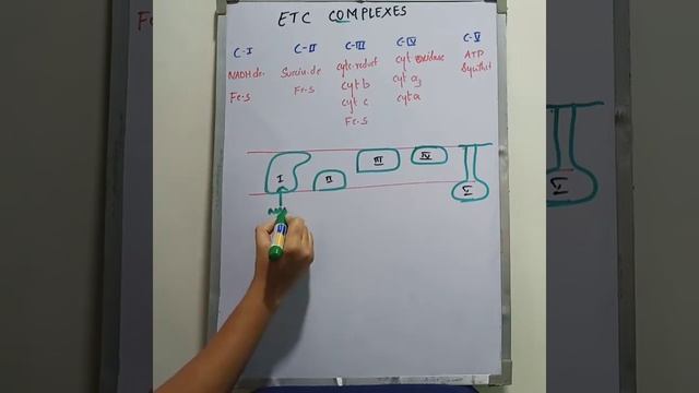 Electron transport chain in telugu#online microbiology смотреть онлайн