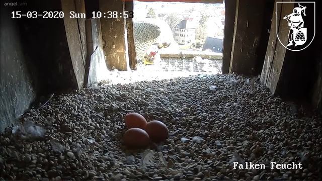 Falken Feucht 15 03 2020 смотреть онлайн