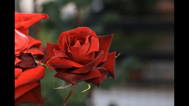 La Vita della Rosa - Timelapse смотреть онлайн