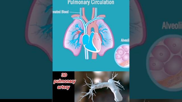 3D structure of pulmonary artery & Circulation #anatomyphysiology #shortsvide#@doctorsahabji2915 смотреть онлайн