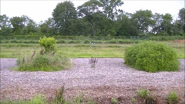 How To Grow DIRT to Healthy SOIL in NO TILL Homesteading Vegetable Gardening for beginners 101 смотреть онлайн