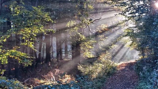 Mein Freund der Baum. Saskia R. смотреть онлайн