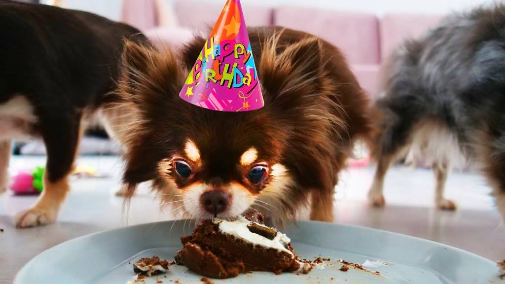 ДЕНЬ РОЖДЕНИЯ СОБАКИ МИШИ! ВОЛШЕБНЫЕ ПИТОМЦЫ ДАРЯТ СТРАННЫЕ ПОДАРКИ и ЕДЯТ ТОРТ НА ДЕНЬ РОЖДЕНИЯ смотреть онлайн