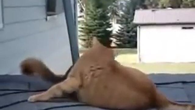 Кот и белка смотреть онлайн
