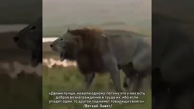 Даже если ты лев Бывает так, что тебе необходимо (БРАТ) смотреть онлайн