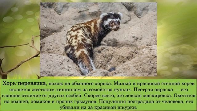 Бжидская библиотека. Информационная страничка. Кого можно встретить в нашем крае смотреть онлайн