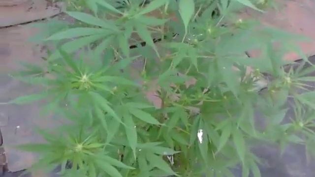 Sativa!!! 1mes de flora смотреть онлайн