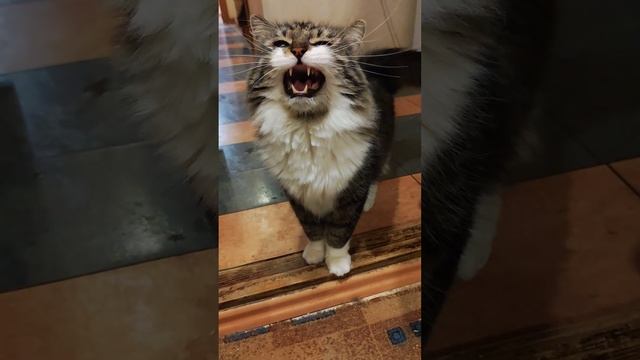 Тоша смотреть онлайн