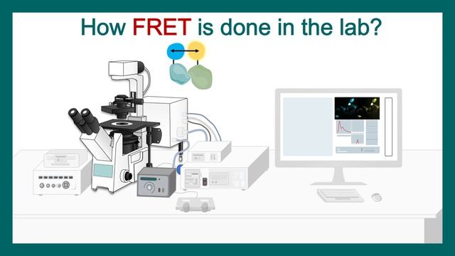 FRET | Fluorescence Resonance Energy Transfer (FRET) Microscopy|CSIR NET unit13 |Application of FRE смотреть онлайн