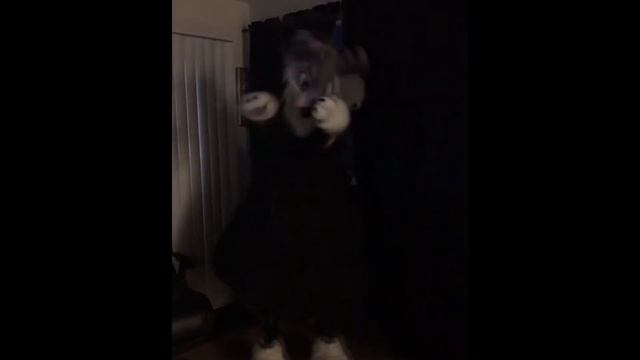 Furry Amino Manor Halloween Event 2018 смотреть онлайн