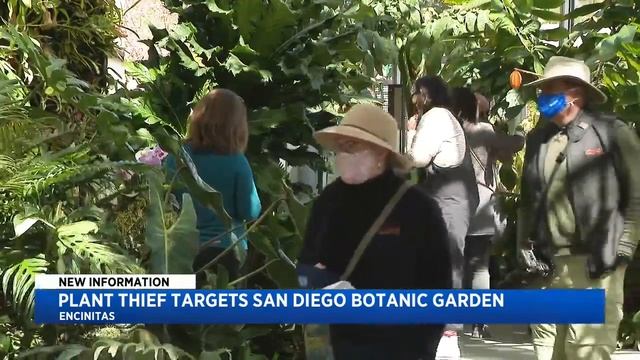 Plant Thief Targets San Diego Botanic Garden смотреть онлайн