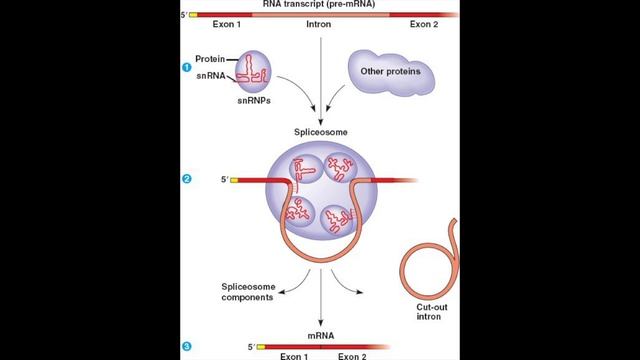 Splicing Song смотреть онлайн