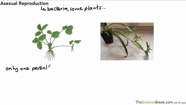 Edexcel GCSE Biology for Triple Science - Sexual and Asexual Reproduction смотреть онлайн