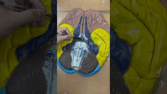 Parts of hypothalamus смотреть онлайн
