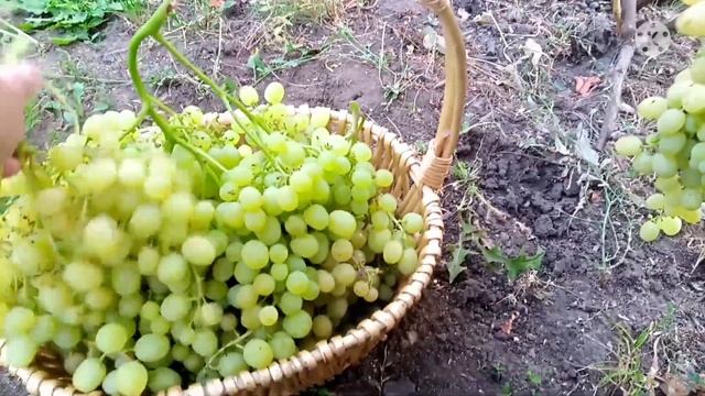 ВИНОГРАД 2021год. смотреть онлайн