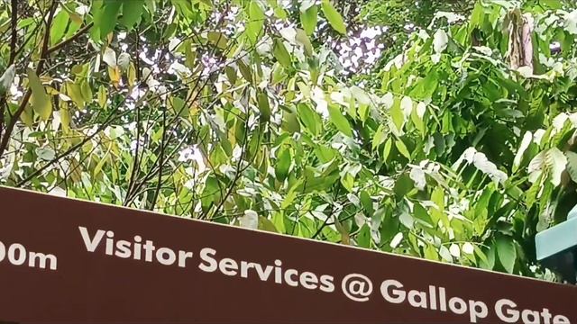 PART 6/6: SINGAPORE BOTANIC GARDENS #botanicalgarden #nature #singapore смотреть онлайн