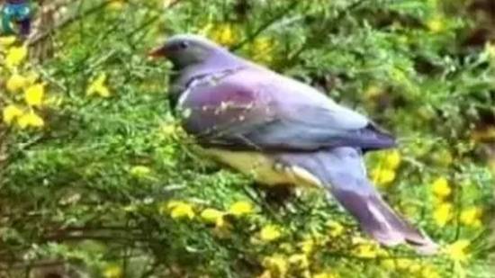 Зубчатоклювый голубь смотреть онлайн