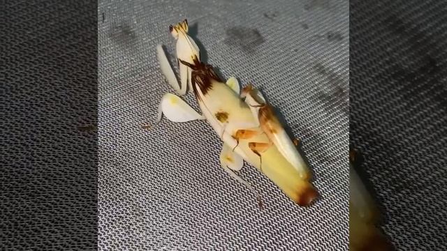 МУЖСКОЕ И ЖЕНСКОЕ УХАЖИВАНИЕ БОГОМОЛОВ . смотреть онлайн