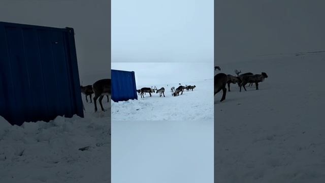 природа крайнего севера мешает спать😂😂 смотреть онлайн