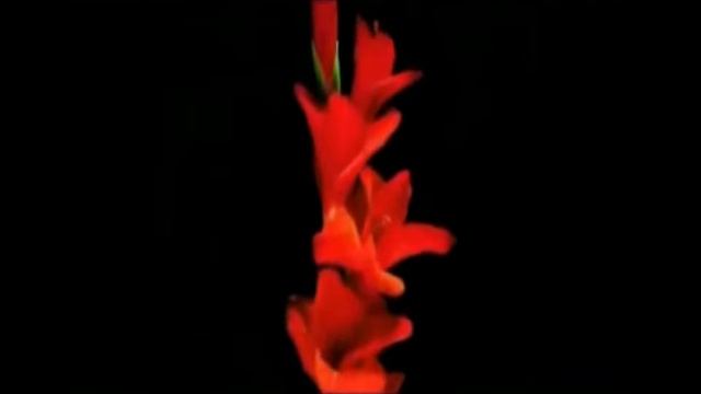Vitor Kley - Flor (подзаголовок) смотреть онлайн