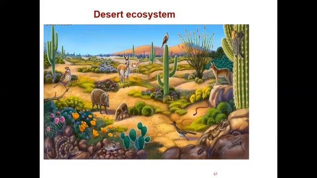desert ecosystem and aquatic ecosystem смотреть онлайн