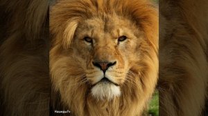 Мощный Нашид Истамиту #Нашиды