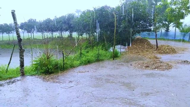 It is raining heavily Rain scene in winter season || Moments of rain in the village. смотреть онлайн