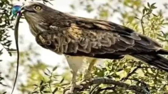 Змееяд смотреть онлайн