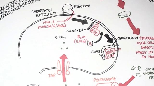 Immunology - MHC I Processing смотреть онлайн