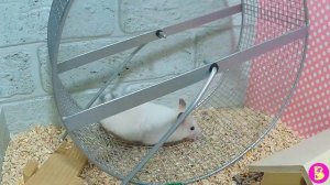 ДЕТСТВО ХОМЯЧКА СНЕЖКИ СТЕПАНОВНЫ