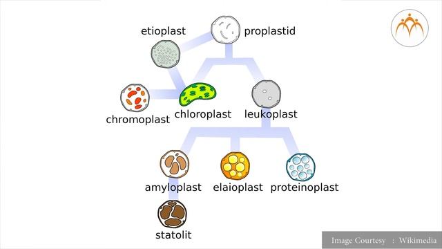 Cell Organelles - Part 2 смотреть онлайн