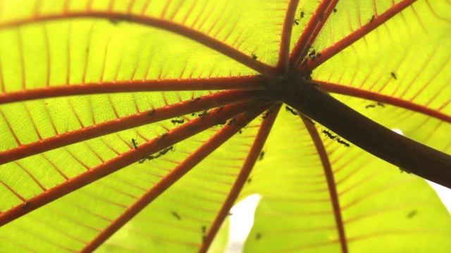Azteca ants on leaf patrol смотреть онлайн