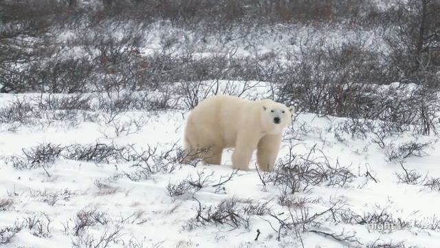 Polar bears’ changing habitat shows impacts of climate change | Nightline смотреть онлайн
