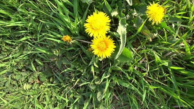 ASMR nice flower смотреть онлайн
