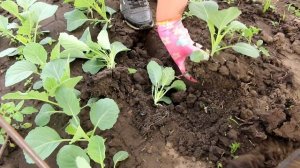 Так мало кто делает. Посадка рассады поздней капусты сроки высадки и уход