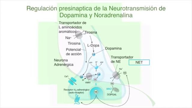 Fisiología y farmacología de la depresión I смотреть онлайн