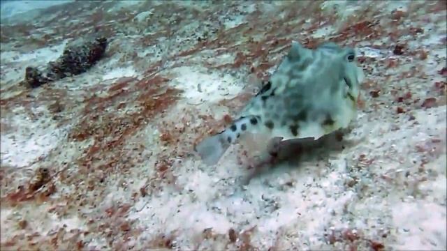 Facts: The Boxfish