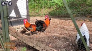 Звук петуха. Кукареканье петухов утром слушать