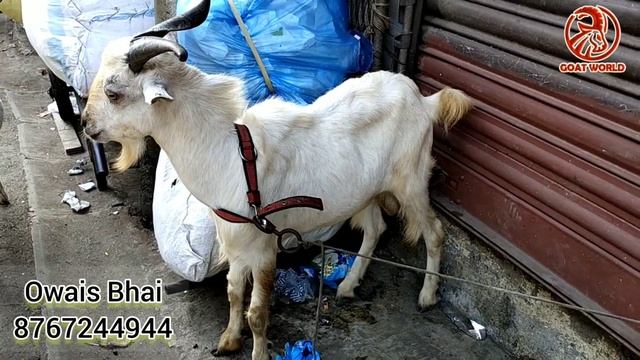 Compact Bentam & Yamini Goats for Sale at Nagpada, Mumbai. C- Owais Bhai- 8767244944 смотреть онлайн