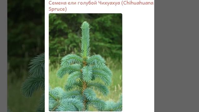 Семена ель голубая Чихуахуа смотреть онлайн