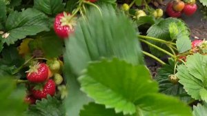 Клубника Соната обзор урожайности