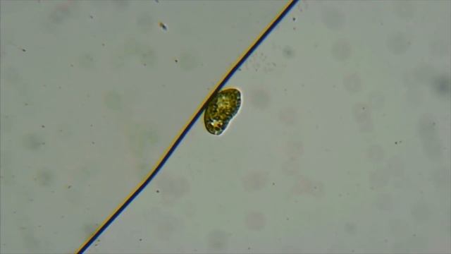 Algae смотреть онлайн