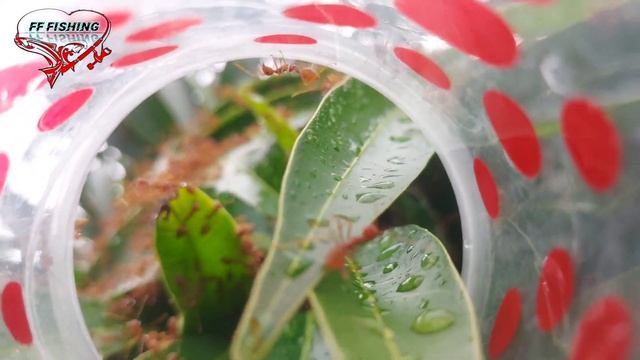 EXPLORING THE LIFE OF THE RED FIRE ANT смотреть онлайн