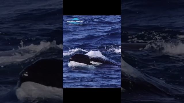 Orca vs Sperm Whales in Bremer Canyon Western Australia смотреть онлайн
