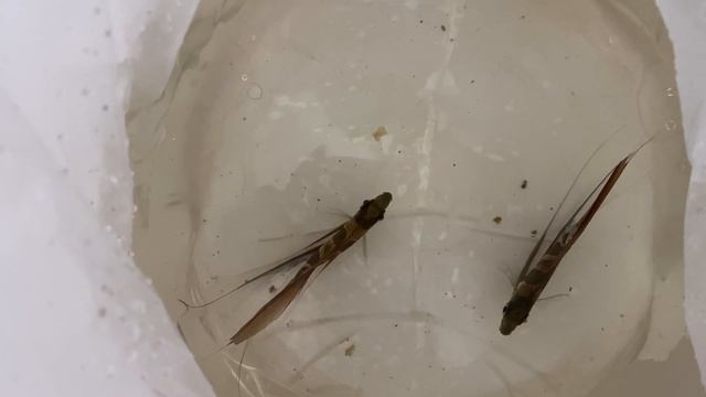 Unboxing Altum Angelfish true Orinoco Pterophyllum altum смотреть онлайн