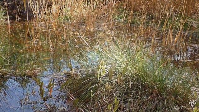 В гостях у царства Лешего... смотреть онлайн