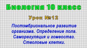 Биология 10 класс (Урок№12 - Постэмбриональное развитие организма. Опред. пола. Стволовые клетки.)